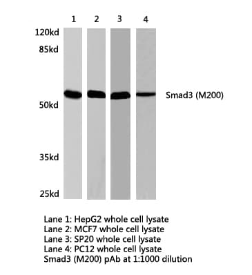 SMAD3 Antibody (Met200)