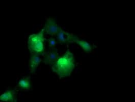 ERG Antibody (clone OTI4H7)