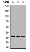 Layilin / LAYN Antibody (Internal)