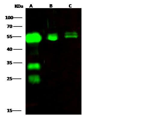 CPVL Antibody (Preservative Free)