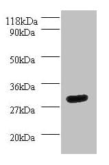 YWHAH / 14-3-3 Eta Antibody