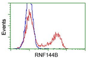 RNF144B Antibody (clone OTI1E1)