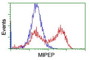 MIPEP Antibody (clone OTI4C8)