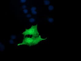 NKIRAS1 Antibody (clone OTI6C11)
