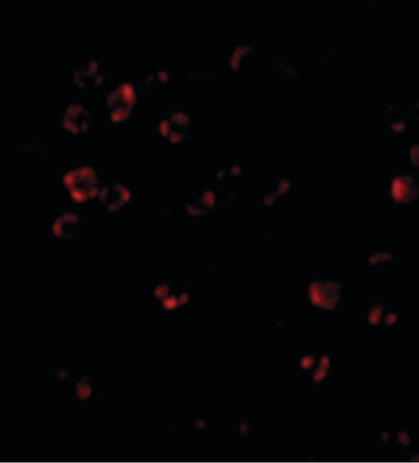Polyclonal Rabbit anti-Human DISC1 Antibody (IF, WB)