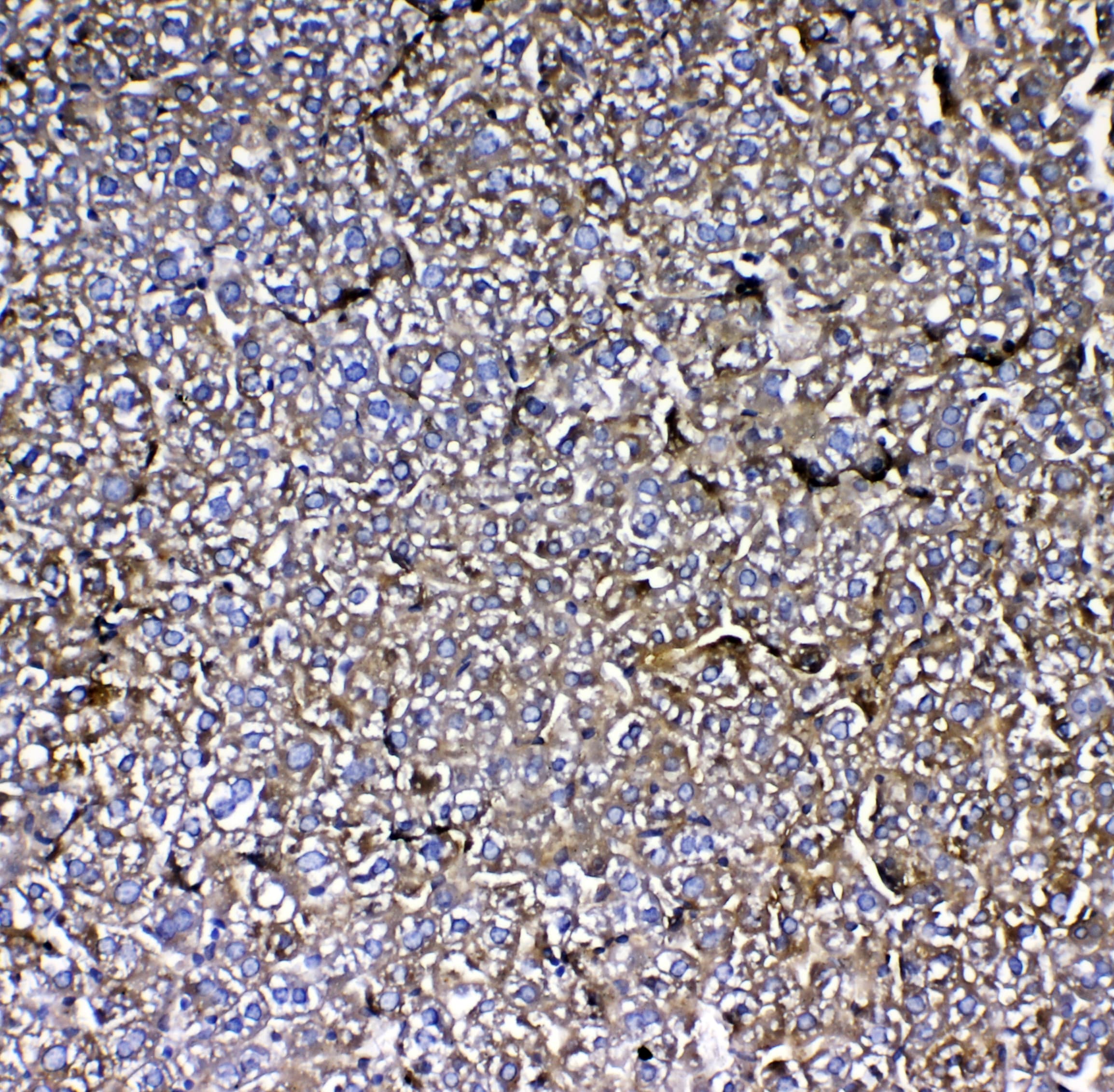 Polyclonal Rabbit anti-Rat MBL2 / Mannose Binding Protein Antibody (IHC, WB)