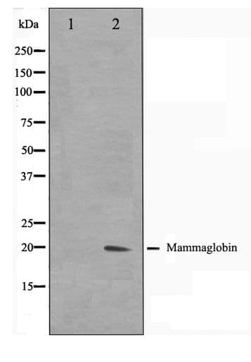 SCGB2A2 / Mammaglobin A Antibody