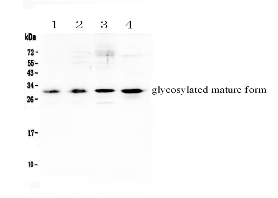 Polyclonal Rabbit anti-Mouse IL17F Antibody (WB)