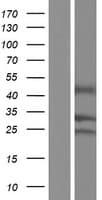 GPM6B Protein (Over-Expression Lysate Myc-DDK (Flag))