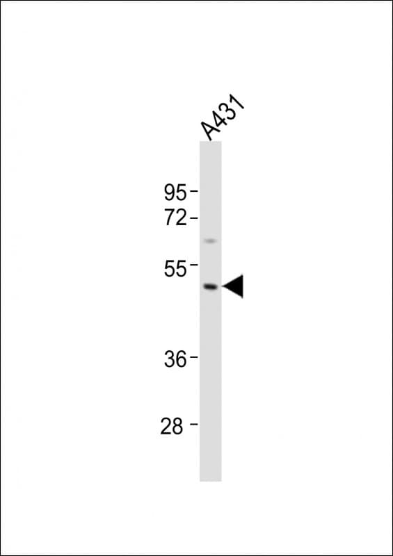 MMP23 Antibody (aa328-362)
