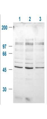 IHC-plus™ GSK3B / GSK3 Beta Antibody (phospho-Ser9)