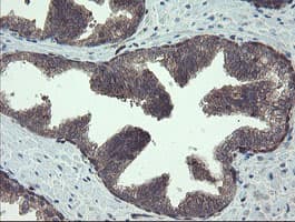 TSC22D1 / TSC22 Antibody (clone OTI4H8)