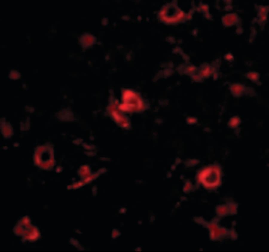 IHC-plus™ NANOS3 / NOS-3 Antibody