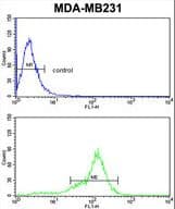 BCL2A1 Antibody (aa53-81)