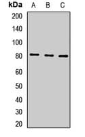 MFI2 / p97 Antibody