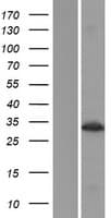 KIAA0152 / MLEC Protein (Over-Expression Lysate Myc-DDK (Flag))