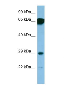 SNRPN Antibody (aa46-95)