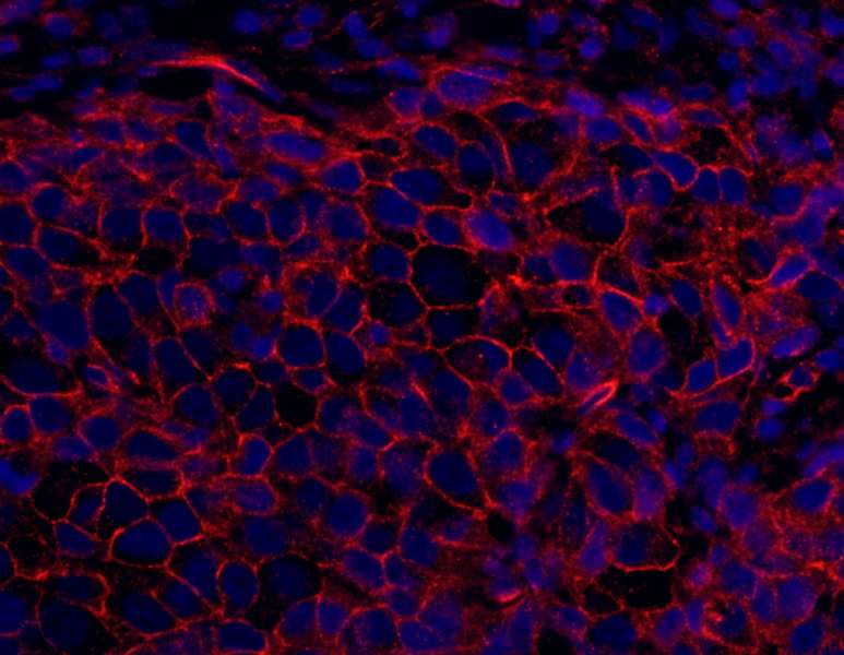 SPTAN1 / Alpha Fodrin Antibody (aa2422-2472)