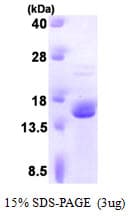 Human FKBP2 Protein (Recombinant)