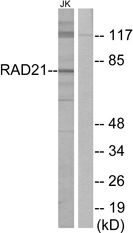 IHC-plus™ RAD21 Antibody (aa521-570)