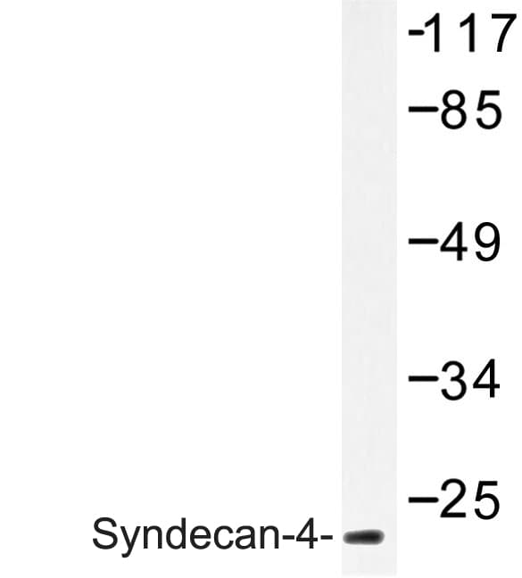 SDC4 / Syndecan 4 Antibody (Lys175)