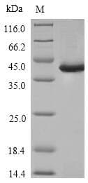 Human SPI1 / PU.1 Protein (Recombinant 6His, N-terminus)
