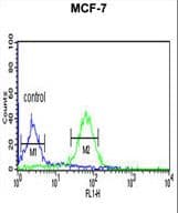 WDR37 Antibody (aa426-455)