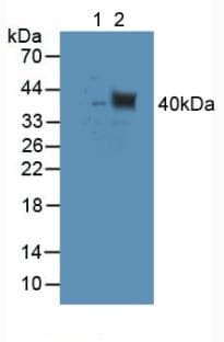TUBD1 / Tubulin Delta Antibody (aa238-482)