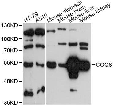 COQ6 Antibody