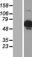 GYG2 Protein (Over-Expression Lysate Myc-DDK (Flag))