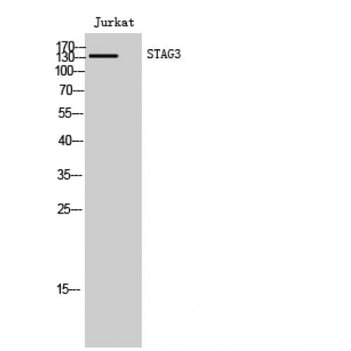 STAG3 Antibody (1140-1220 aa, C-terminal)
