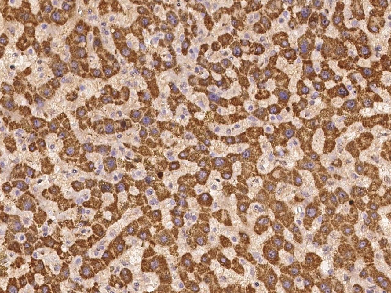 UNC13C Antibody
