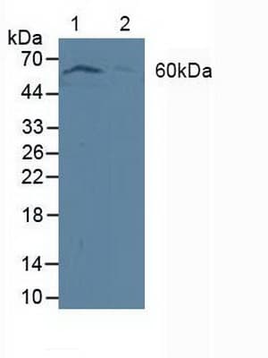 PDPK1 / PDK1 Antibody (aa83-338)