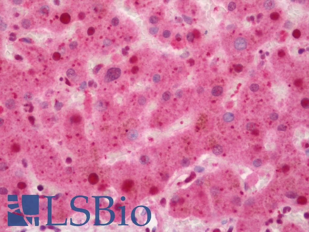 IHC-plus™ APG4B / ATG4B Antibody