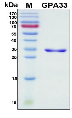 Human GPA33 / A33 Protein (Recombinant His, N-Terminal)