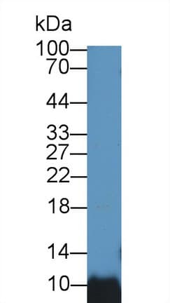 BANF1 / BAF / BCRP1 Antibody (aa2-89, HRP)