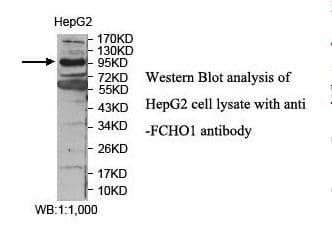 Polyclonal Rabbit anti-Human FCHO1 Antibody (aa19-194, IHC, WB)