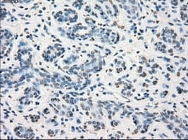 GBP2 Antibody (clone OTI3B8)