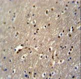 PAPD4 Antibody (aa58-87)