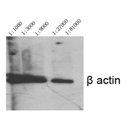 ACTB / Beta Actin Antibody (N-Terminal)