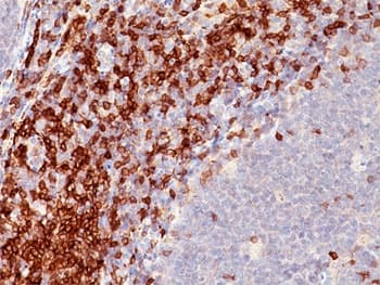 CD5 Antibody (clone C5/473, Ready-to-Use)