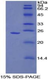 Mouse SPRY1 / Sprouty 1 Protein (Recombinant His-T7)