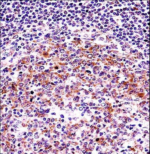 VASP Antibody (aa267-296)