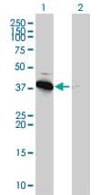 Monoclonal Mouse anti-Human PRKAB1 / AMPK Beta 1 Antibody (clone 3H12-1A10, WB)