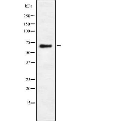EPS8L3 Antibody