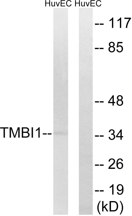 IHC-plus™ TMBIM1 Antibody (aa251-300)