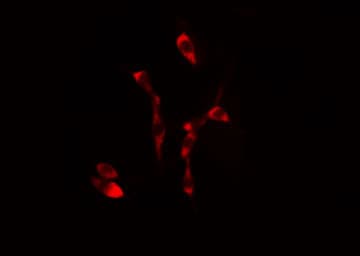 p66 / SHC Antibody (phospho-Tyr349)