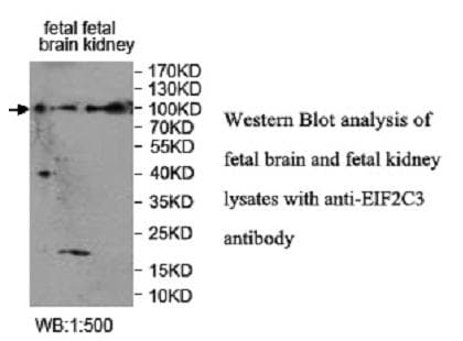 AGO3 / EIF2C3 Antibody