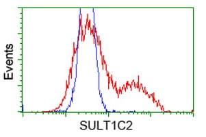 Monoclonal Mouse anti-Human SULT1C2 / Sulfotransferase 1C2 Antibody (clone OTI2F5, WB)