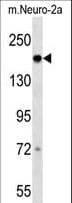 DCC Antibody (aa1391-1417)